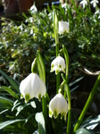 FZ003265 Spring snowflake (Leucojum vernum).jpg